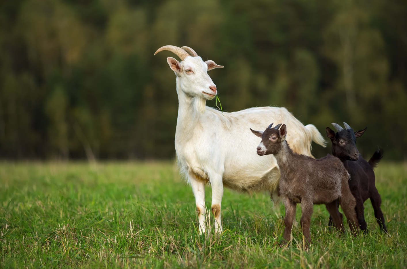Vận trình hôm nay dự báo rằng tuổi Mùi có thể đối mặt với một vài mâu thuẫn trong quan hệ với người thân hoặc đồng nghiệp